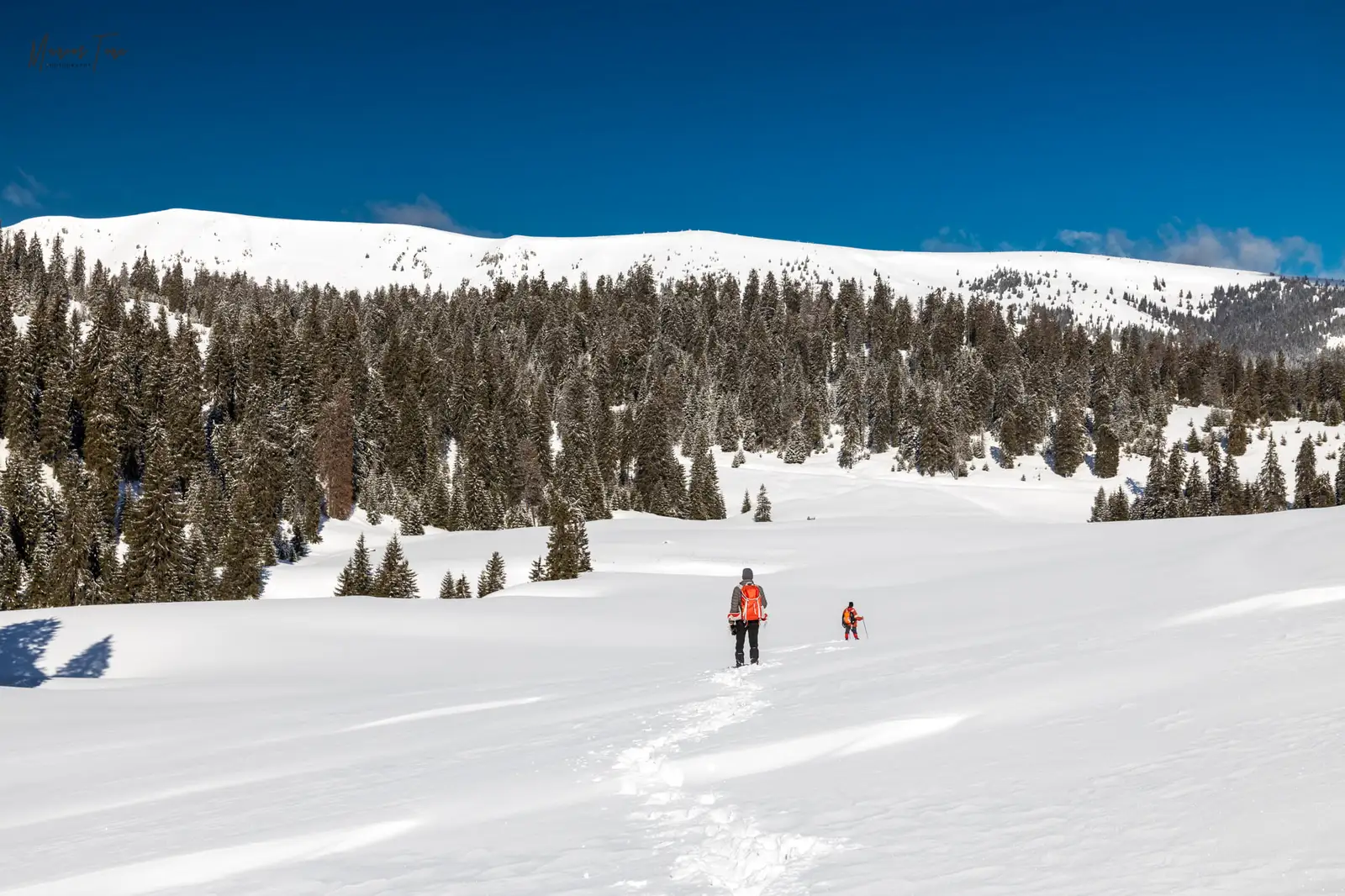 spre culmea Carligate - Marius Turc