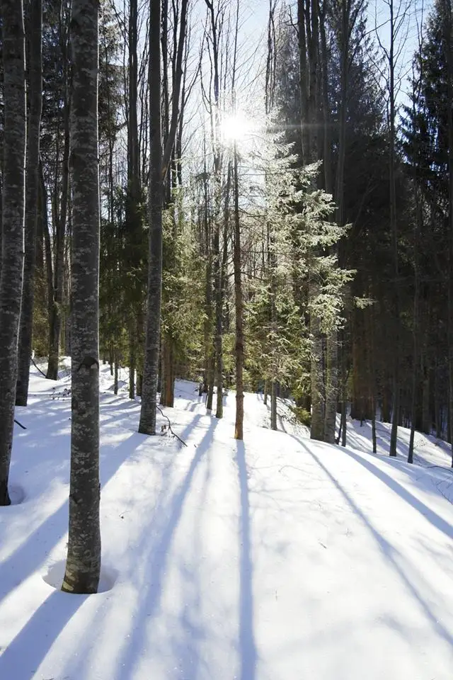  Schi de tura in Ciucas