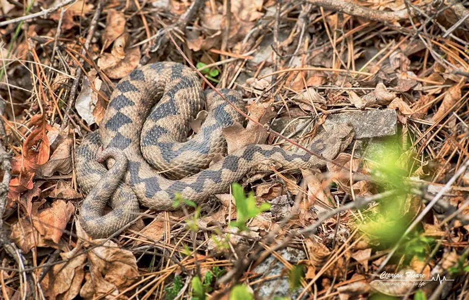  vipera cu corn răspăndire