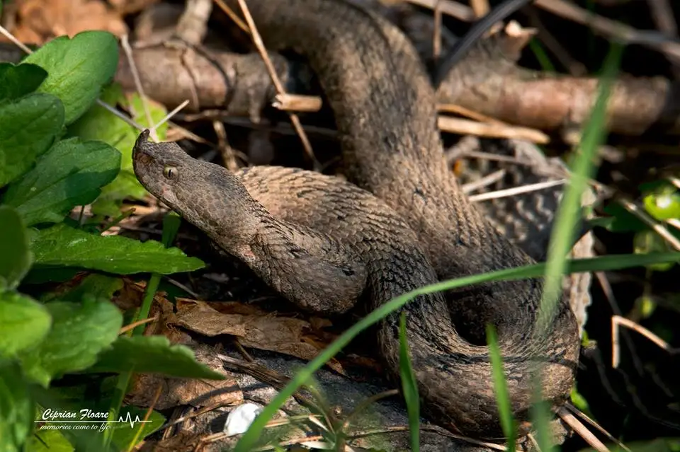 vipera cu corn