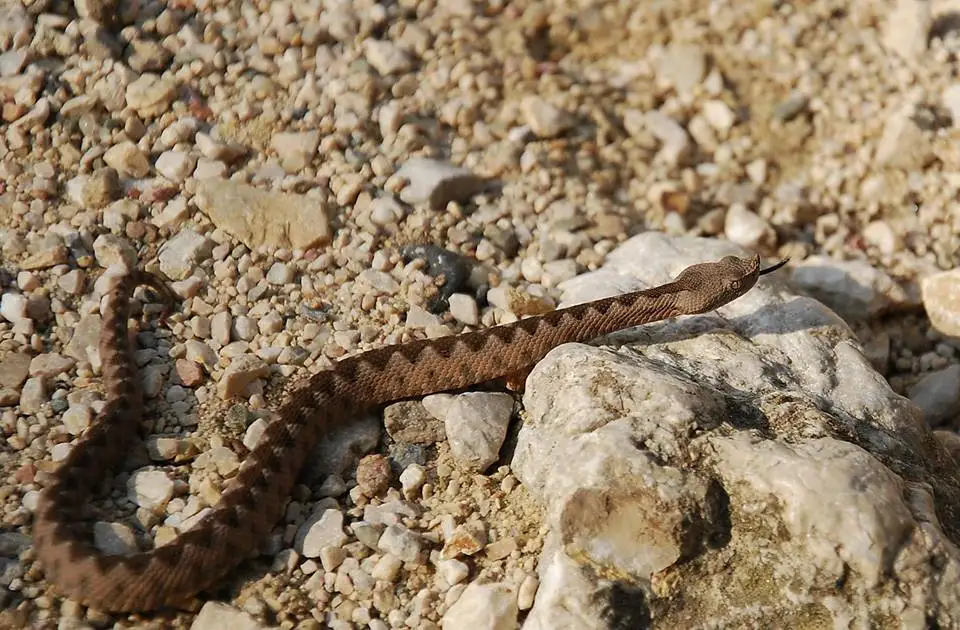  vipera cu corn juvenil