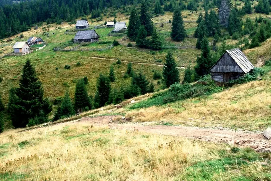  Colibe izolate din poiana Găbriana - Marian Poara - Banda Rosie