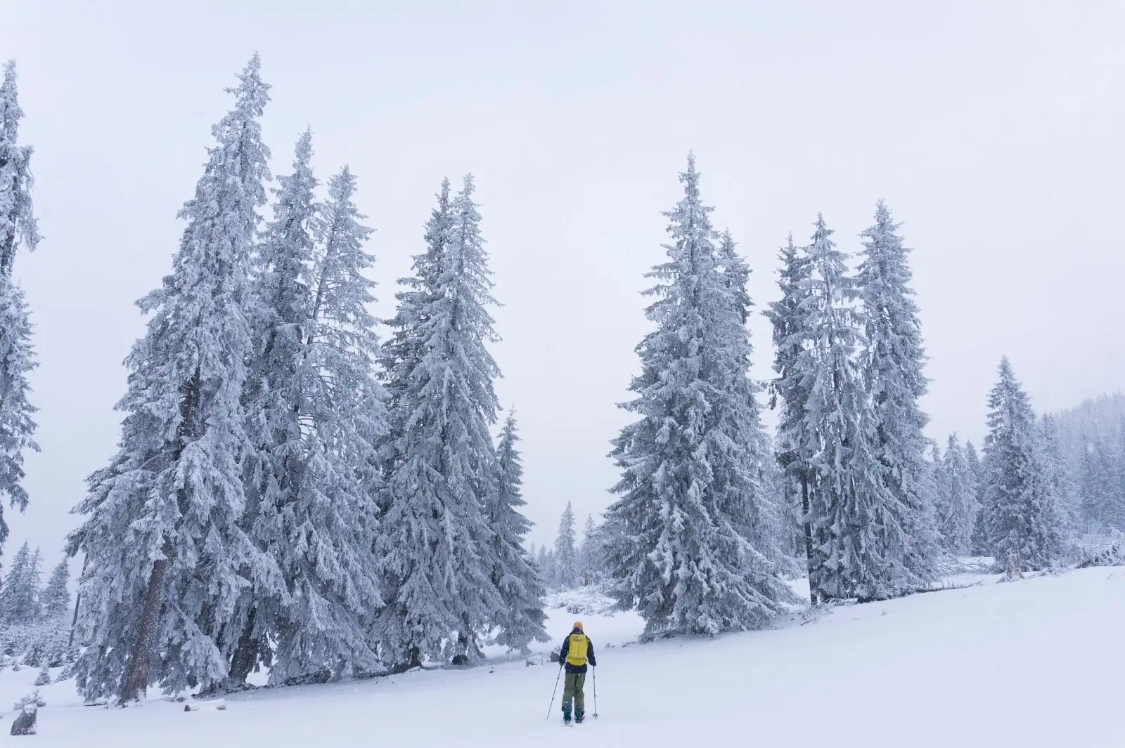 iarna-in-poiana-Faget-muntii-Vladeasa - Banda Rosie