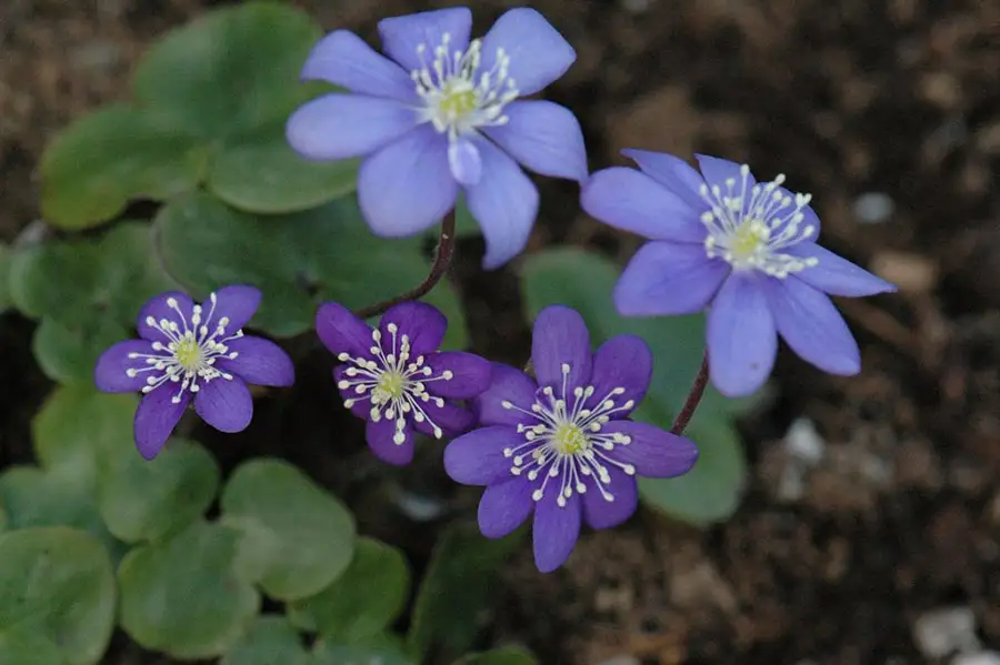  hepatica nobilis