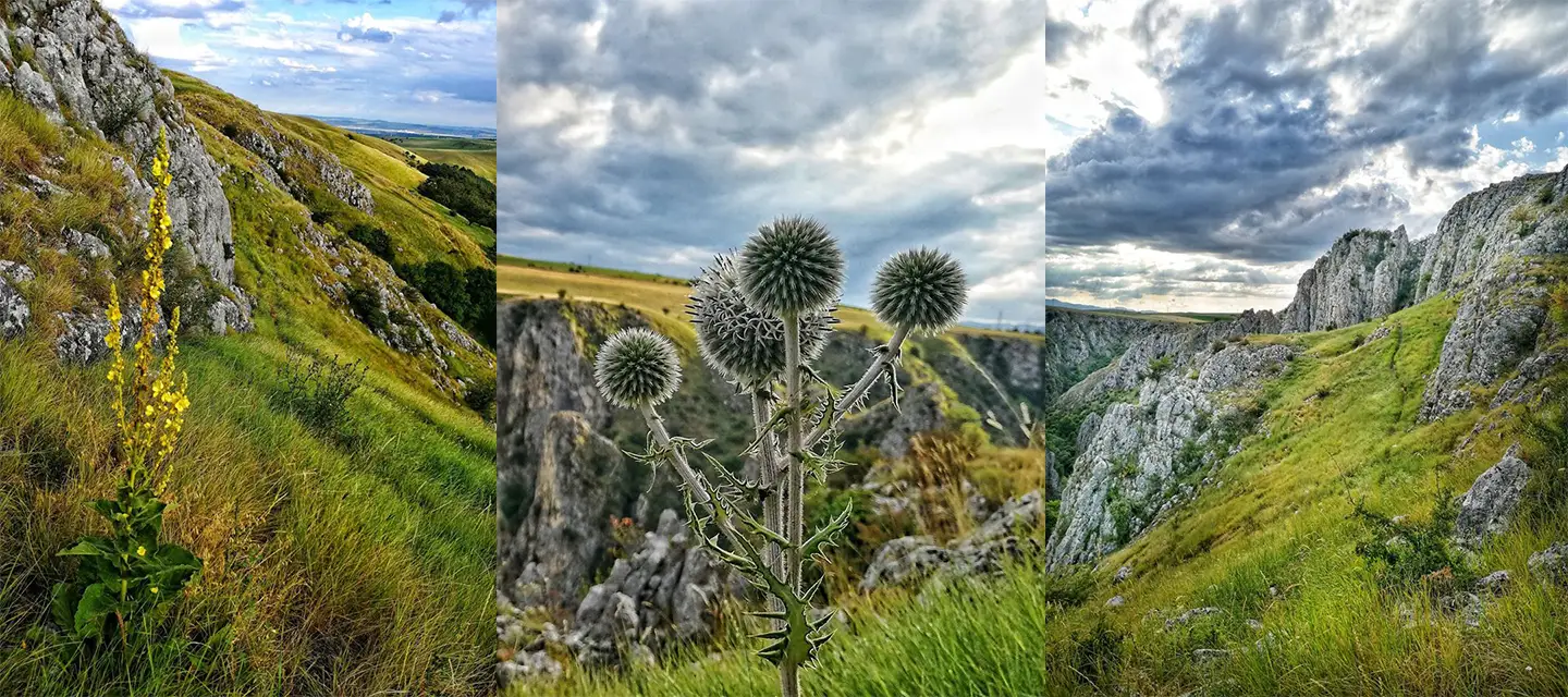 Biodiversitate-Cheile-Tureni---Clubul-de-Cicloturism-Napoca 