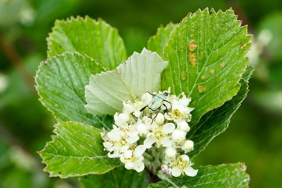  Detaliu - Cosmin Buzoianu