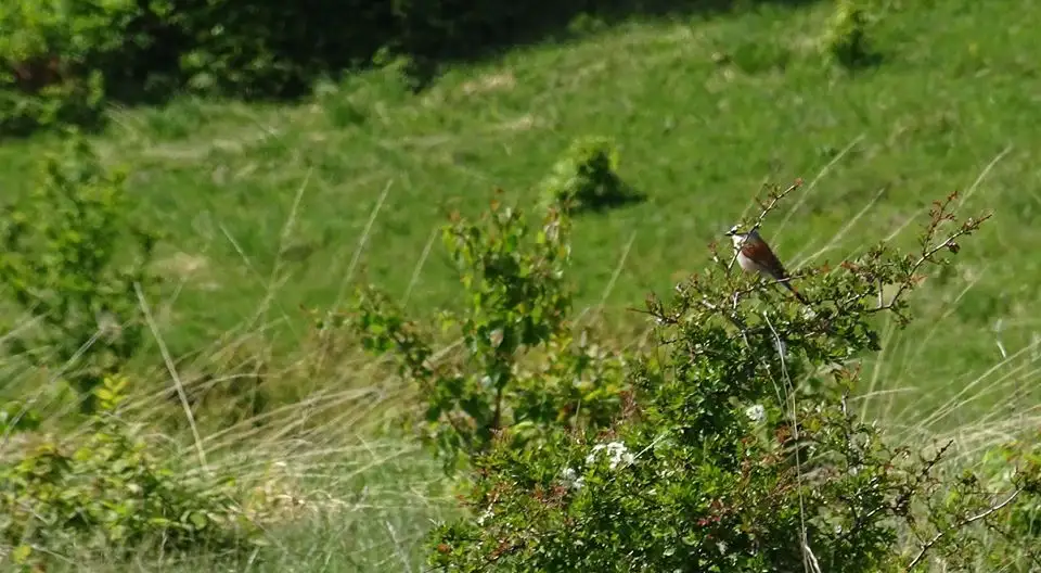  Pasare- Szabolcs Csaba Boloni