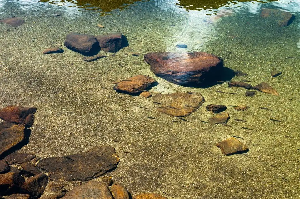 Pastravi in Lacul Galcescu - Morar Daniel