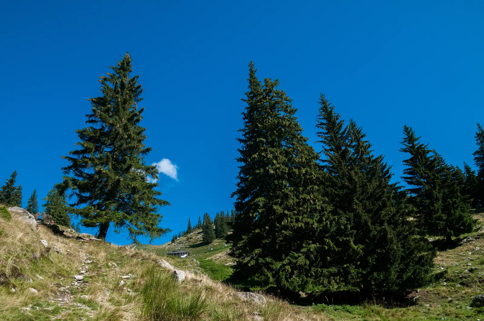  Ieșirea din etajul molidului spre rariștea de la Stâna Lespezi.