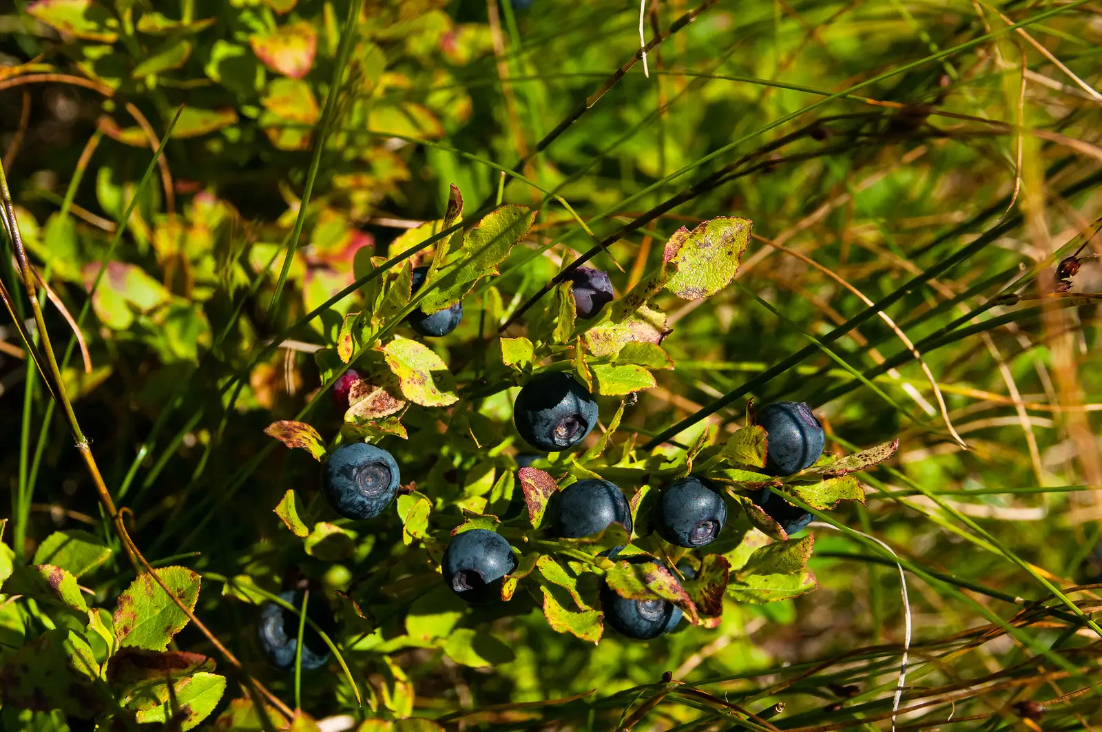  Afine numai bune pentru aport de minerale și vitamine pierdute prin efort.
