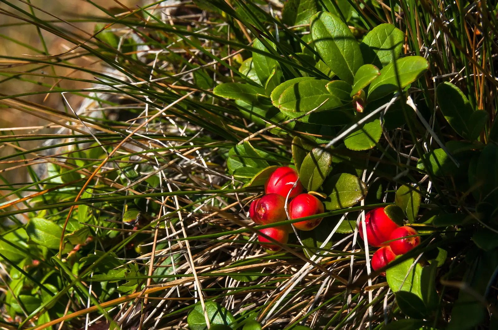  Merișoare, încă necoapte bine spre final de vară dar bune, amărui-acrișoare, numite popular ”insulina verde”