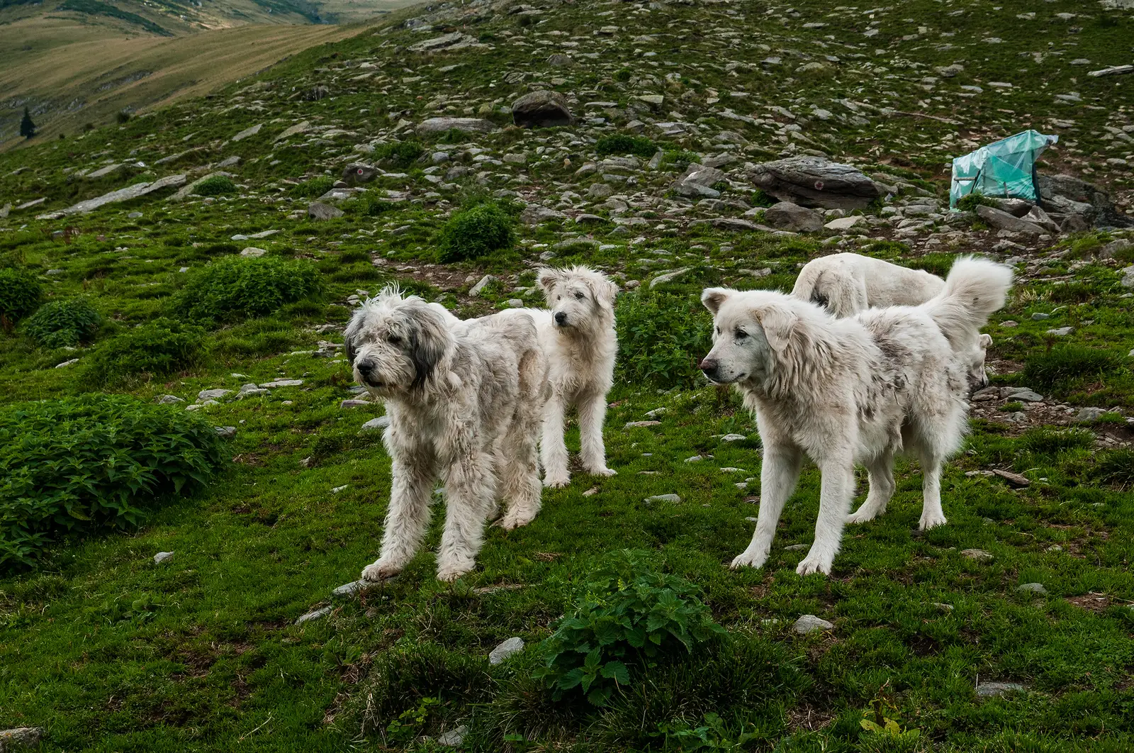  S-au lăsat mituiți cu un sandwich.