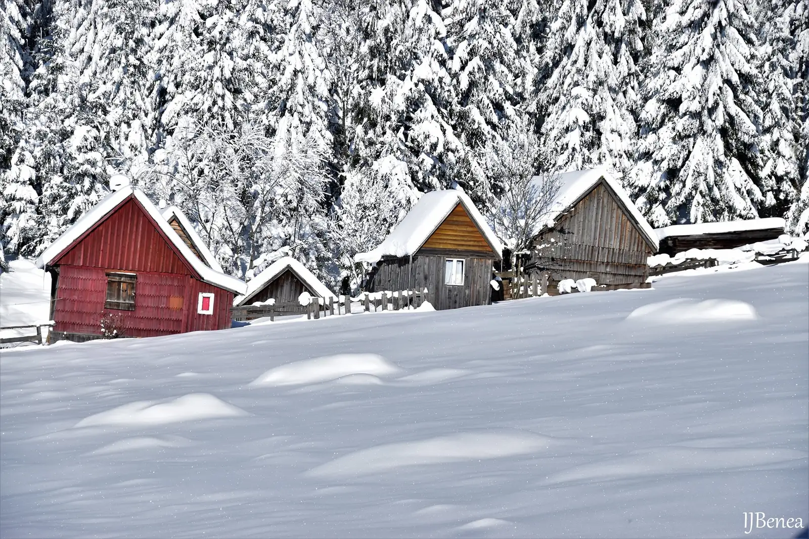  Colibele de vara ale motilor - Ioan Benea Jurca