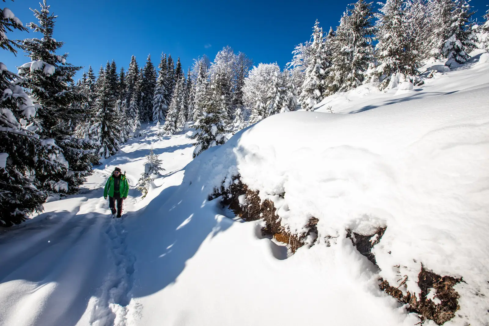  Lasam in spate palcurile de brazi pufosi - Marius Turc