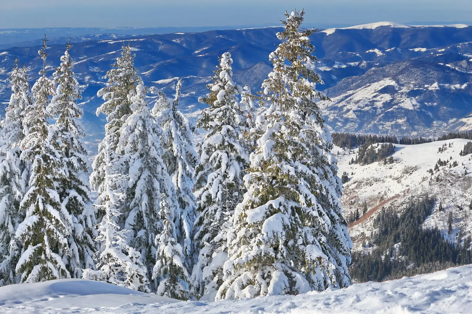  Brazi incarcati de mantia alba a iernii - Liana Marin