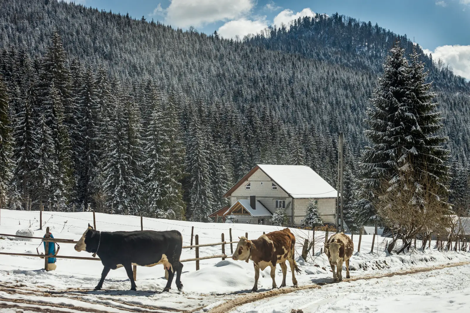 Cresterea animalelor catunul Casa de Piatra - Marius Turc