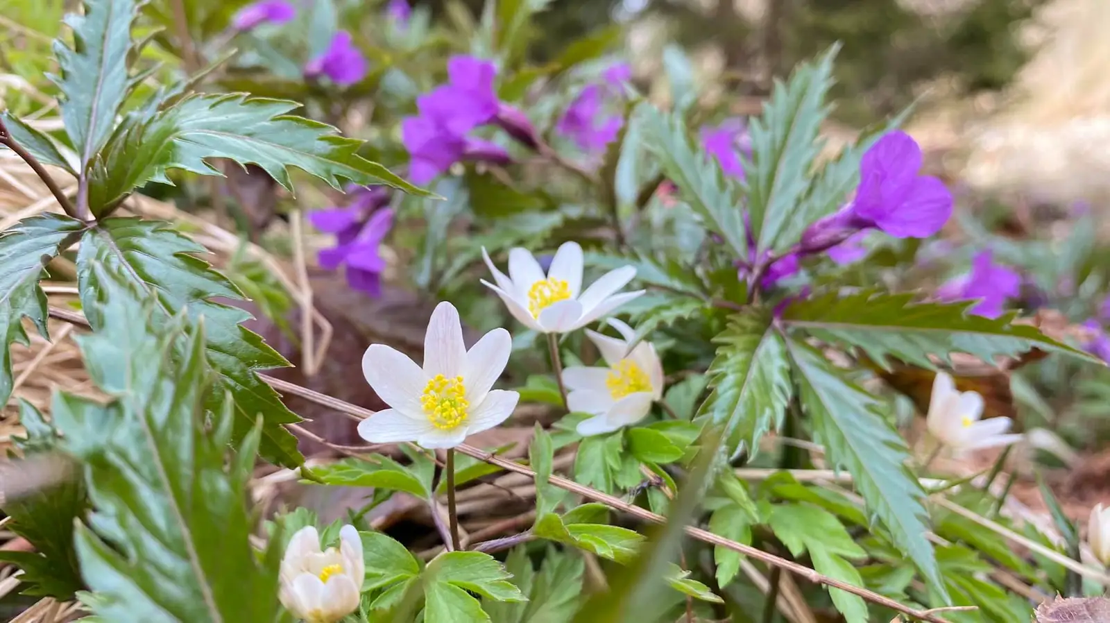  Floricele frumos colorate Valea Sambetei - Marius Popa