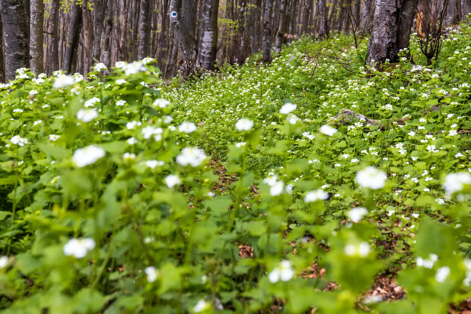 Coborarea de pe creasta printre flori si floricele - Marius Turc