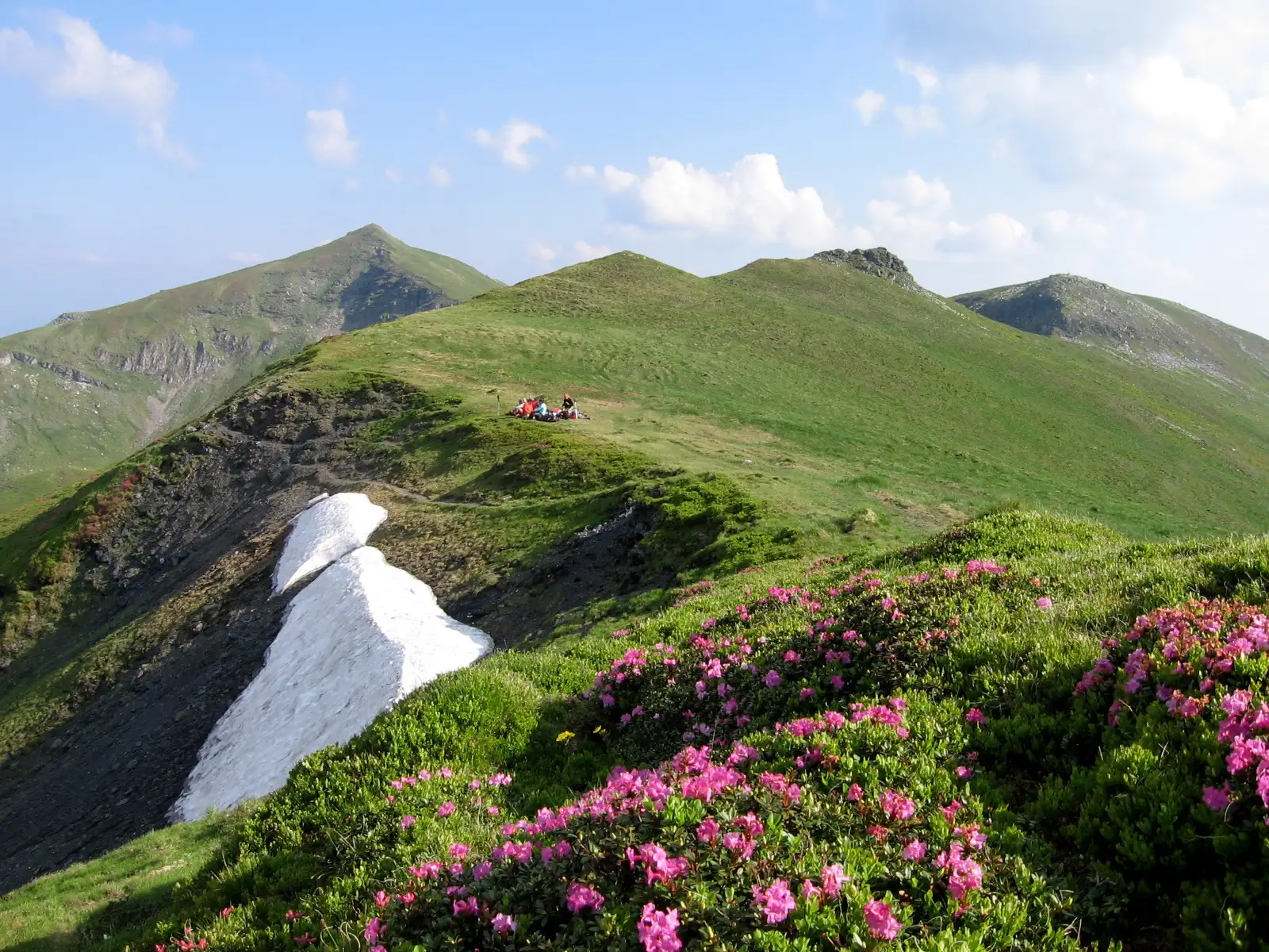  Bujori in şaua Obârşia- Rebrii - Alina Cîrja