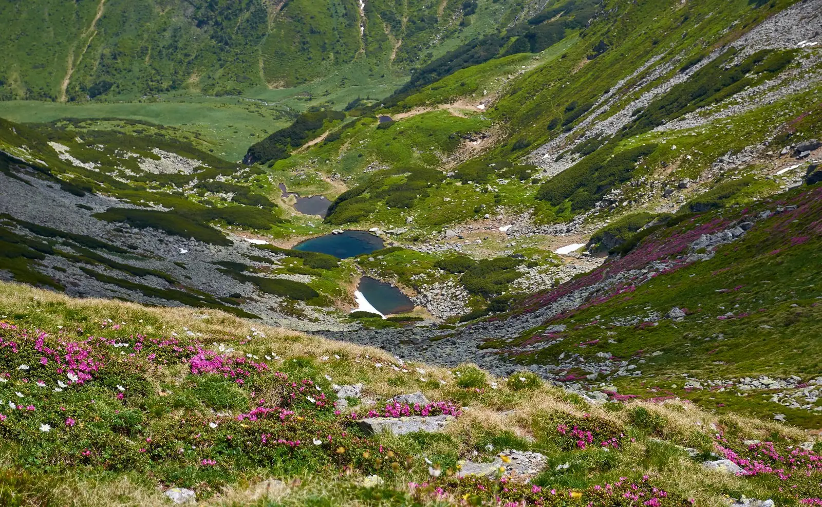  Bujori in apropiere de Taurile Buhaescu - Robert Dogaru