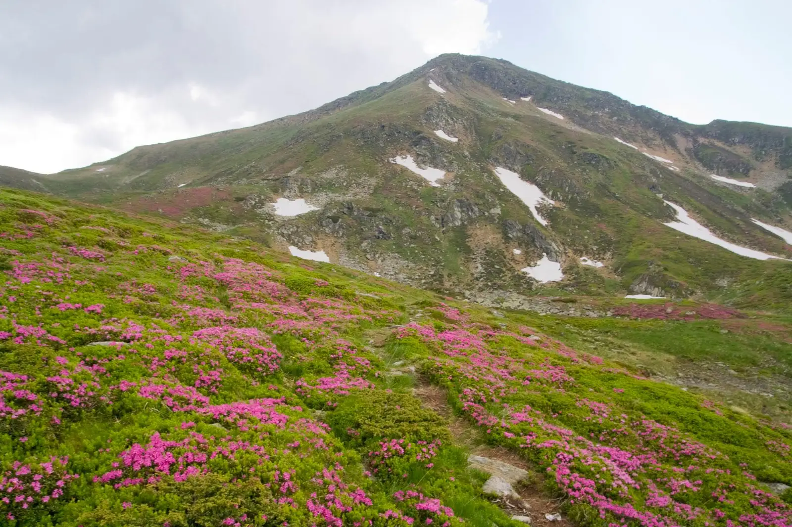  Bujori in zona Lacurilor Lala - Lucian Hudin