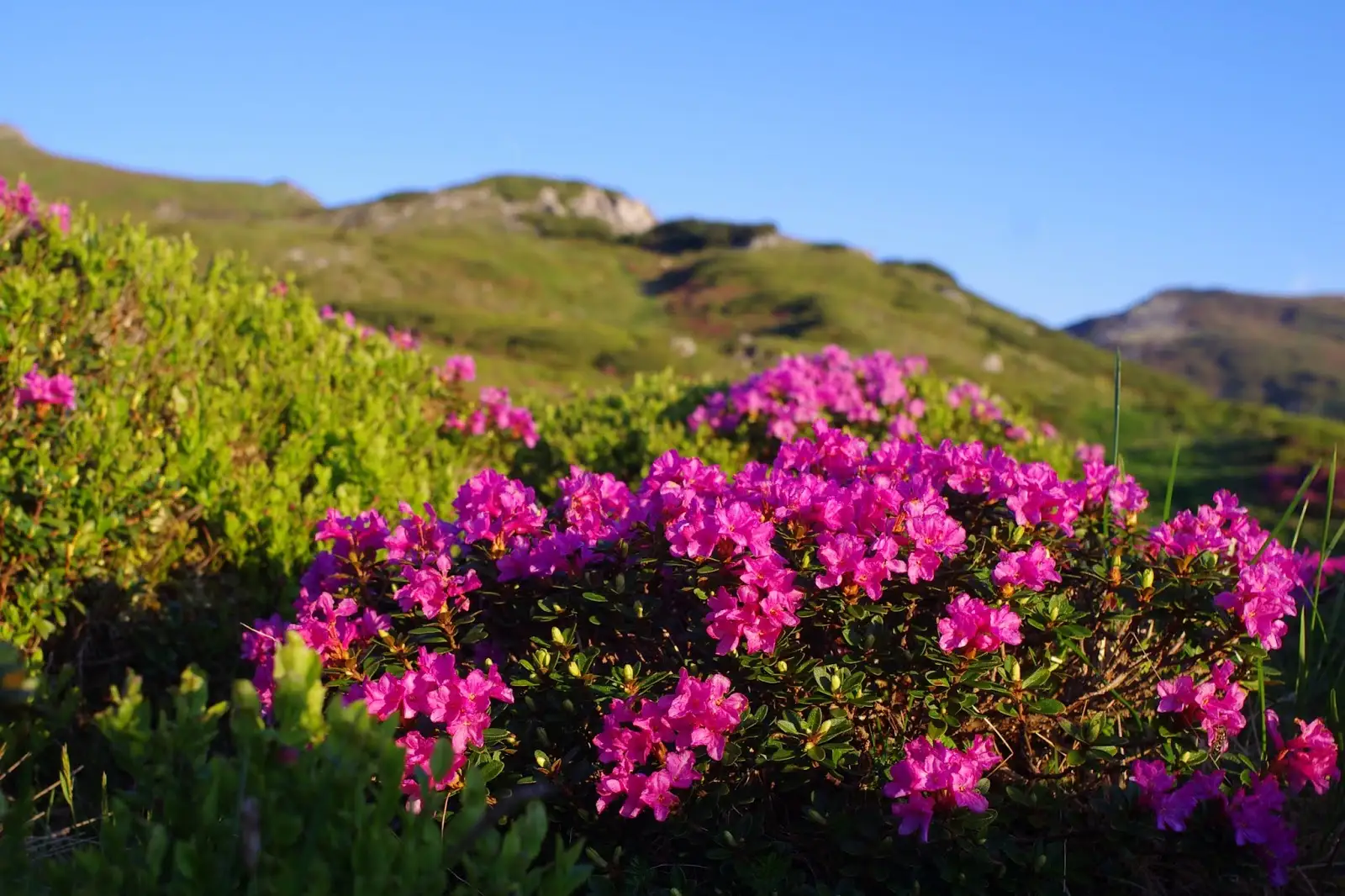 Bujori - Alina Cîrja