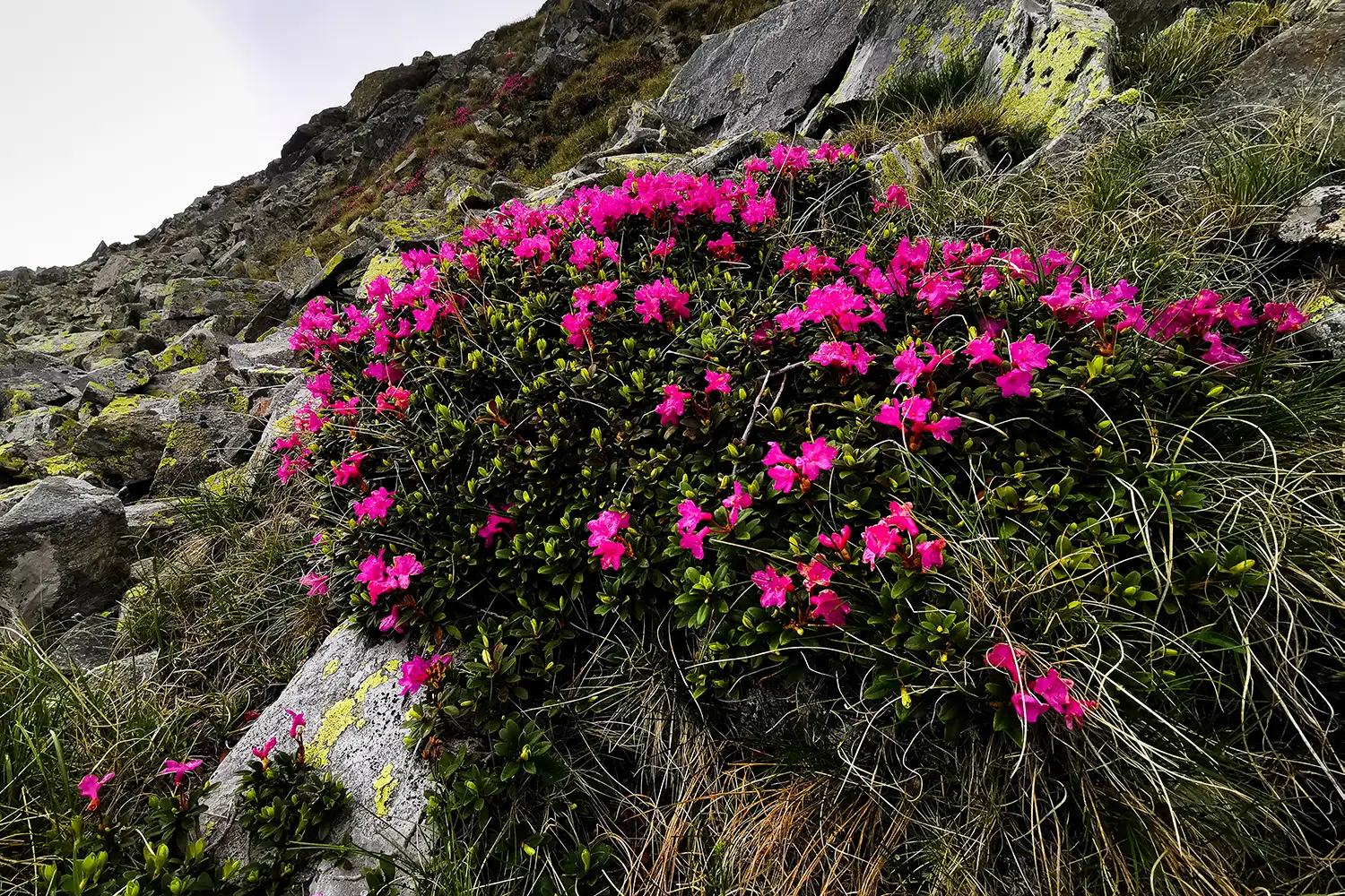 Munții Făgărașului