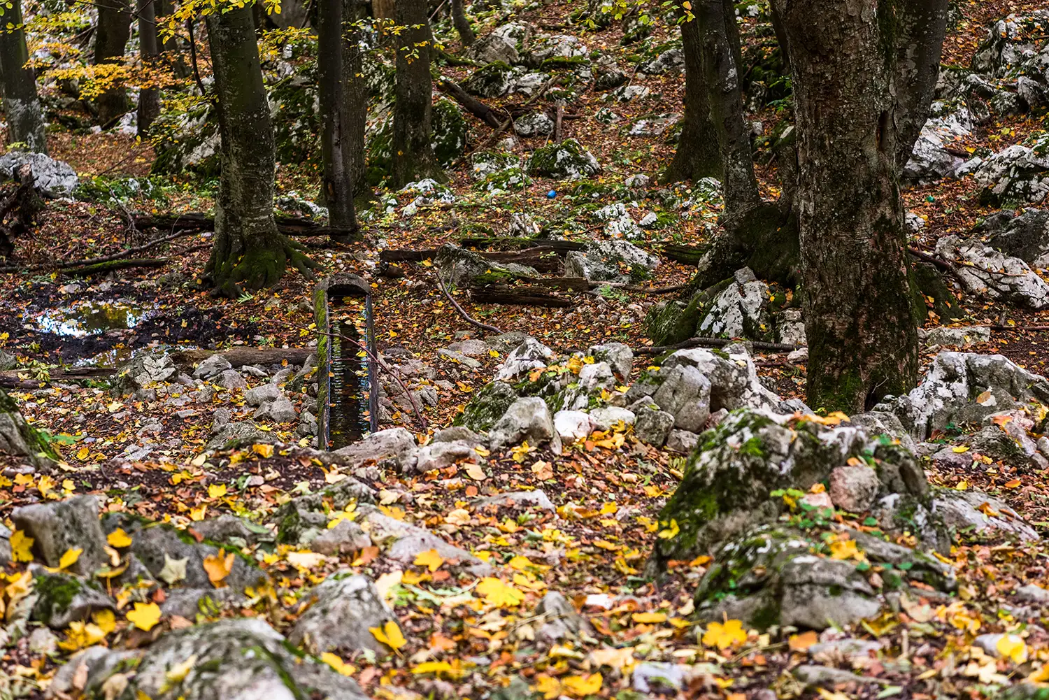 Parcul National Domogled-Valea Cernei