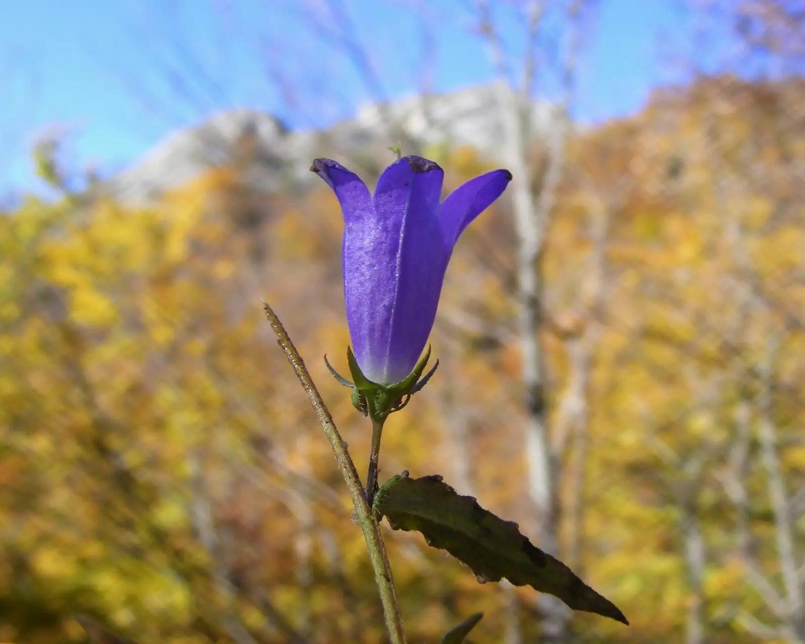 Campanula rotundifolia - Gavrila Albert