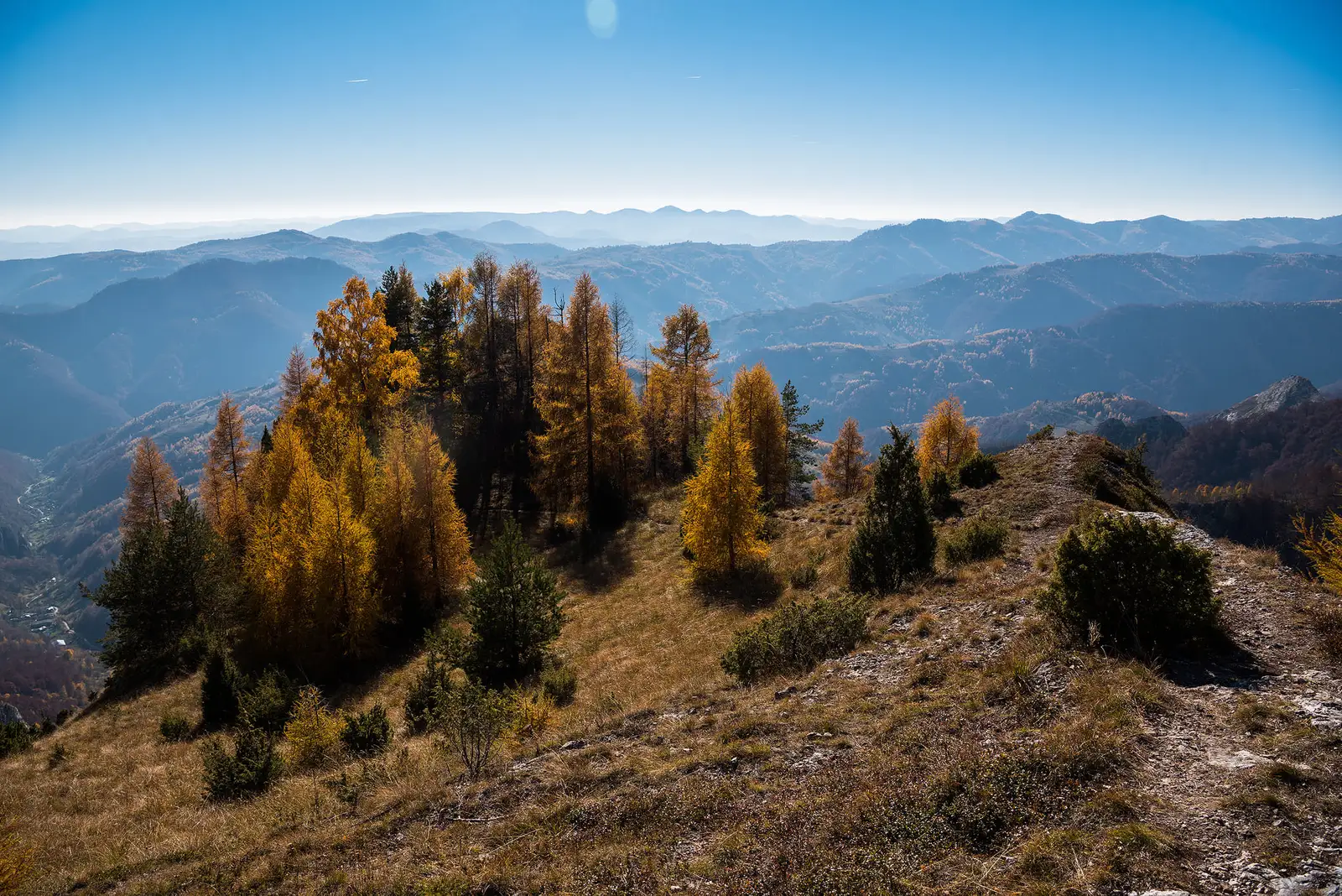 Larice răzleț în drumul spre vârful central - Daniel Morar