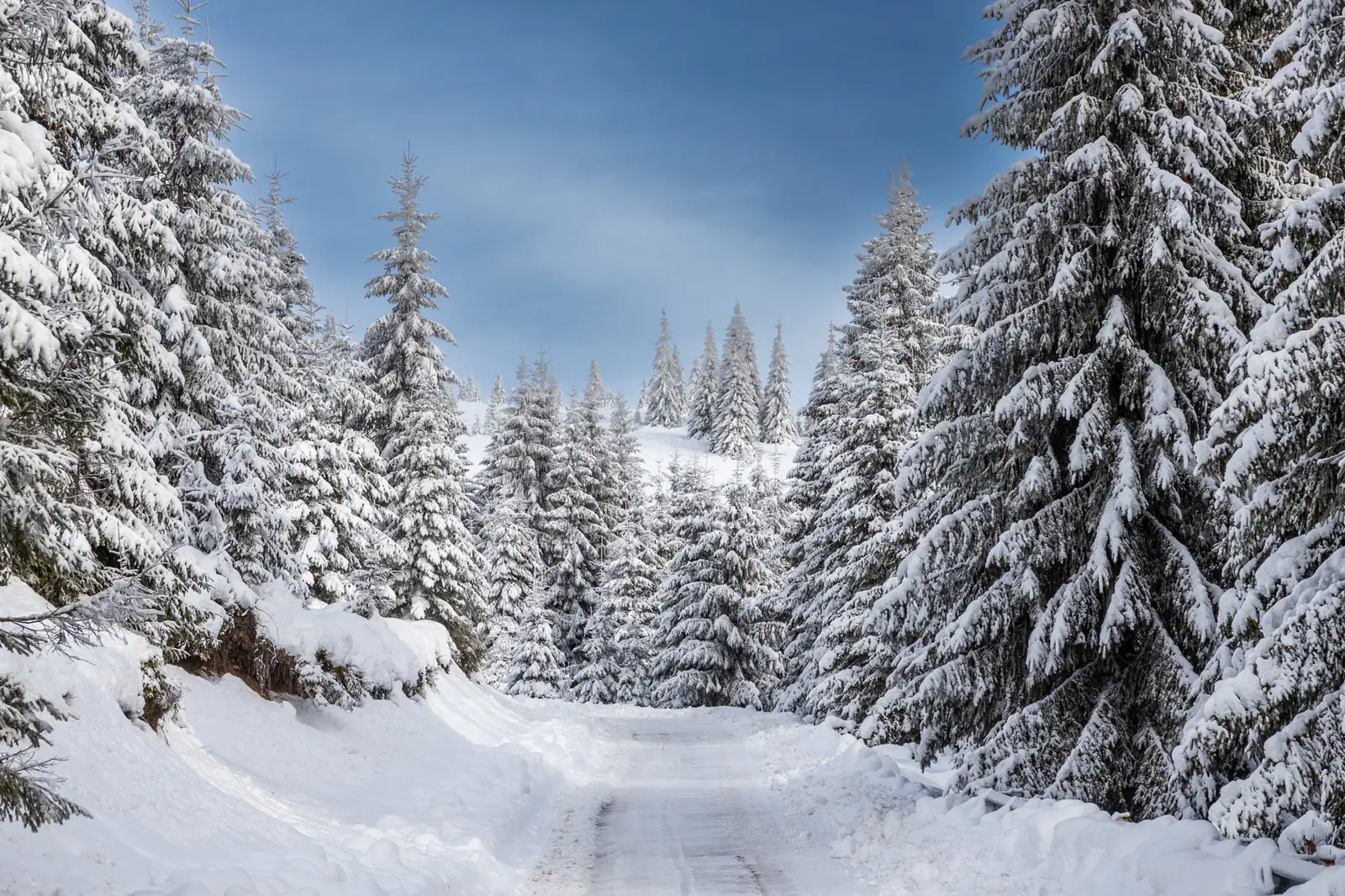  Drumul si brazii pudrati - Marius Turc