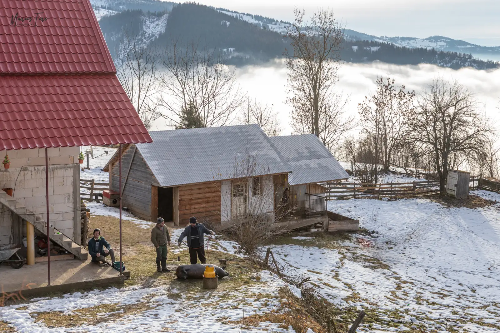 Sacrificarea porcului - Marius Turc