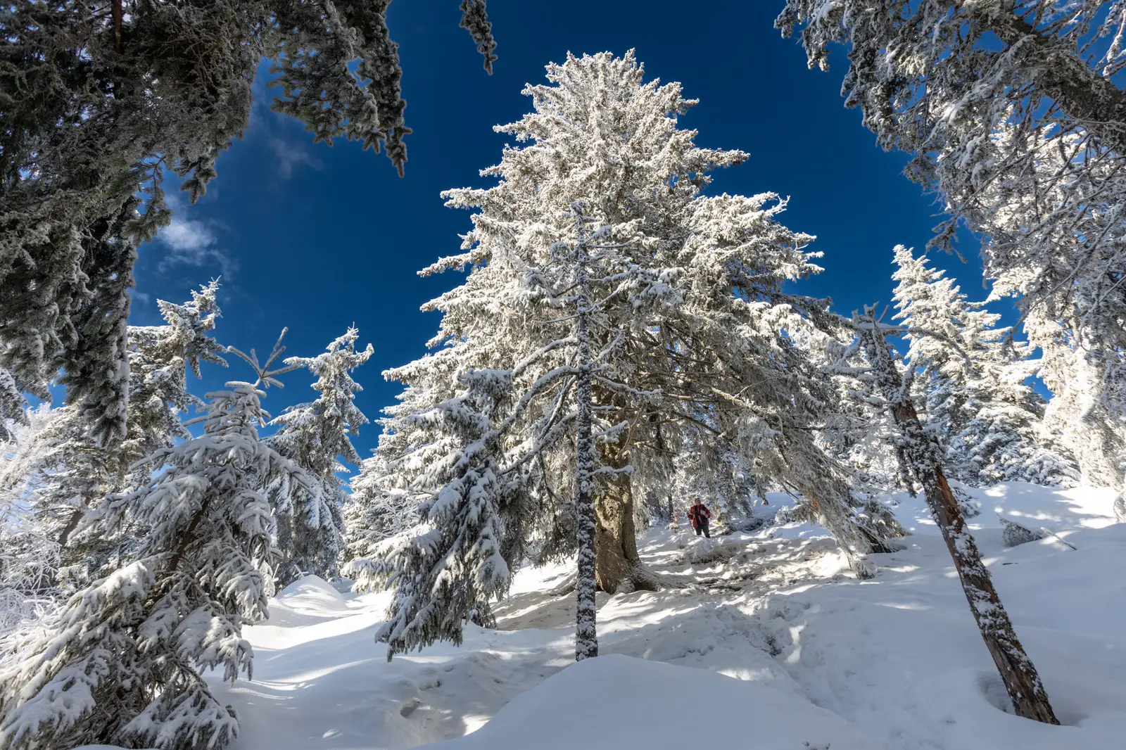  Cununa zapezii - Marius Turc