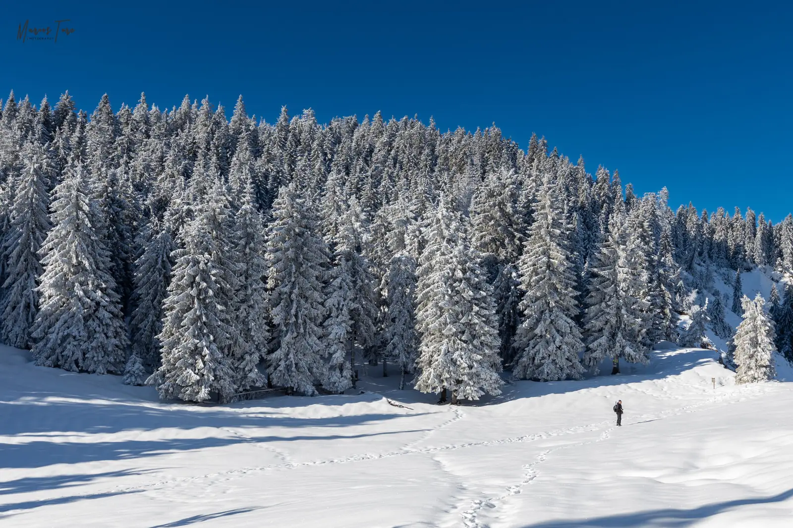  Poienita de la marginea Ruginoasei - Marius Turc