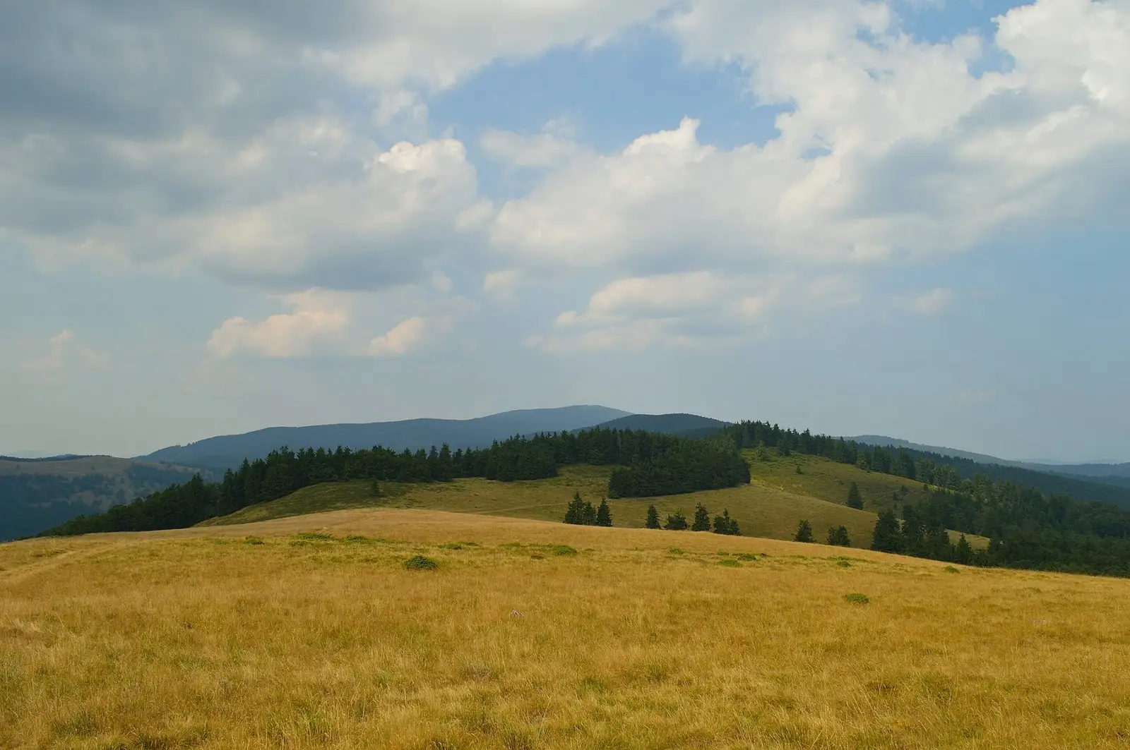 Pe Ceangău privind spre Vârful Capul Vitei - Andrei Pahomi