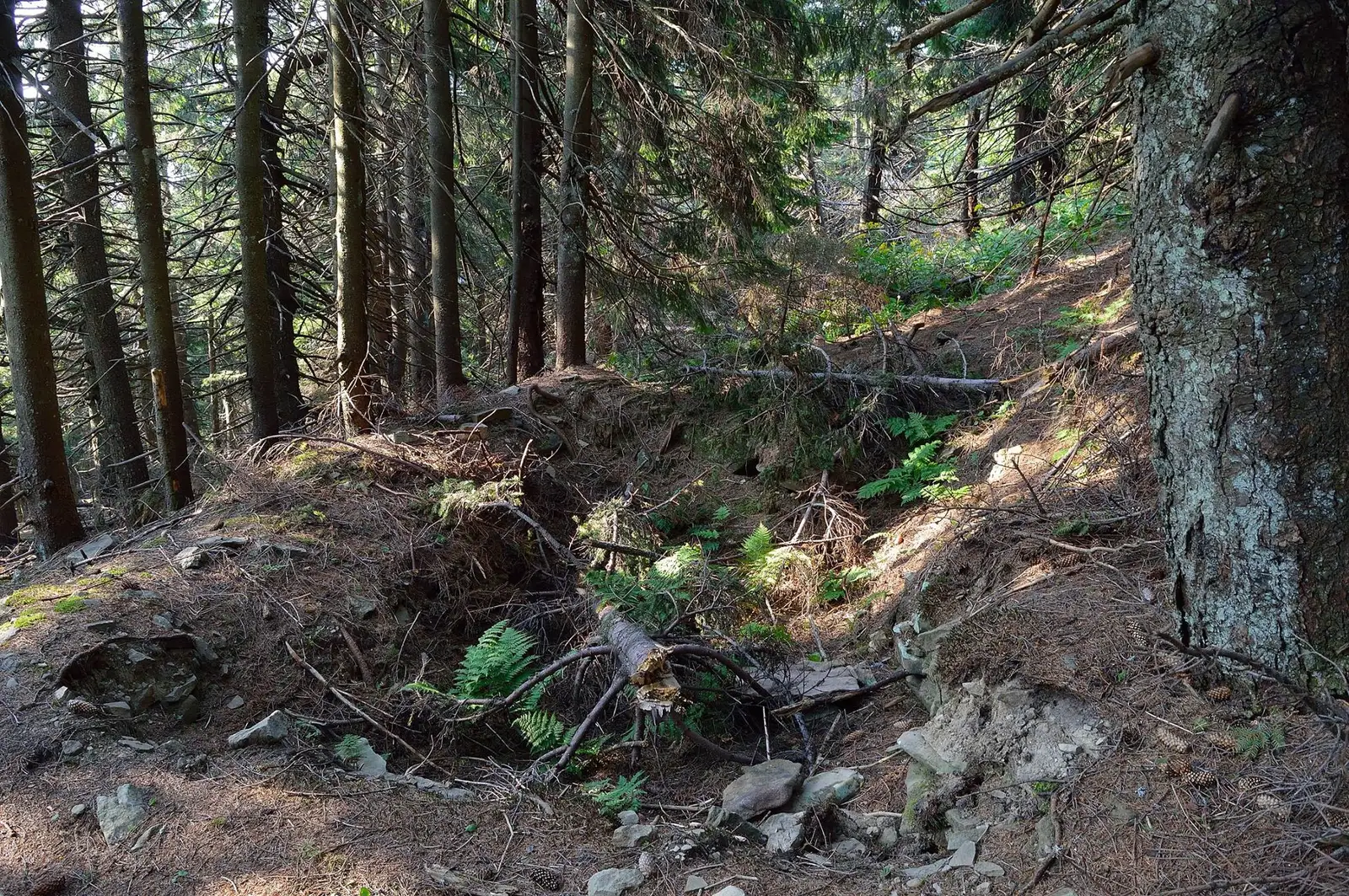 Tranșee pe latura nordică a Vârfului Șandru Mare - Andrei Pahomi