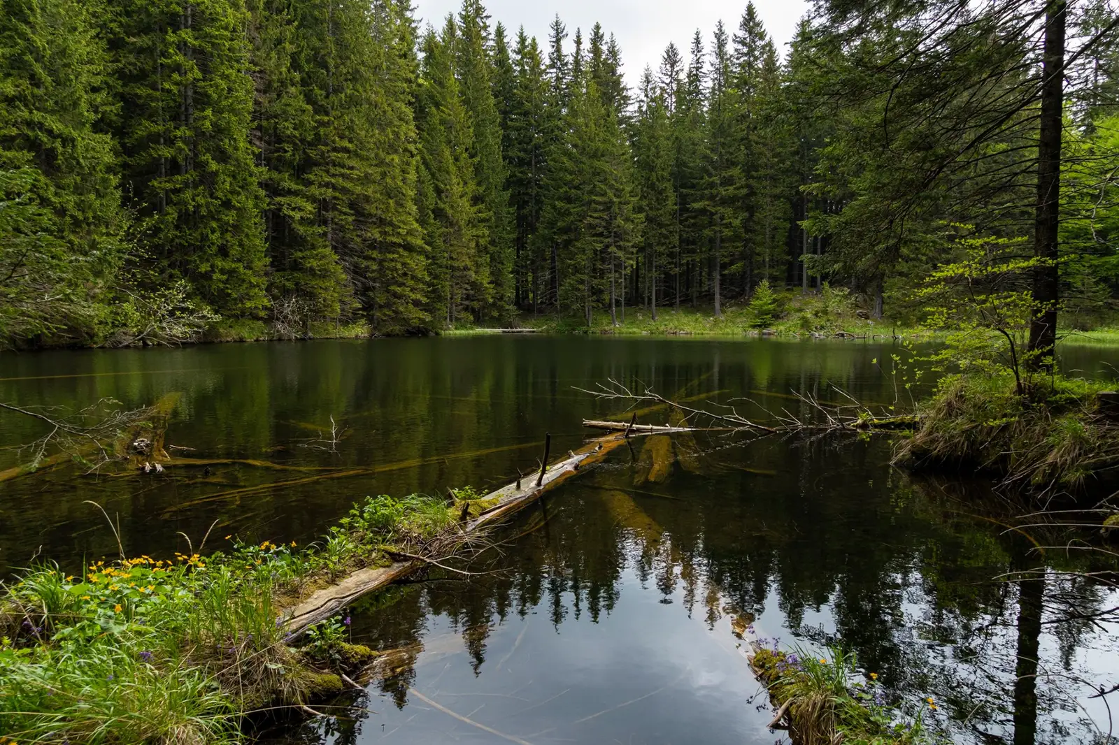 Bălțile Nemirei - Andrei Pahomi