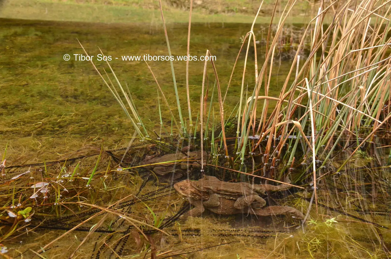 Broasca râioasă brună - Tibor Sos