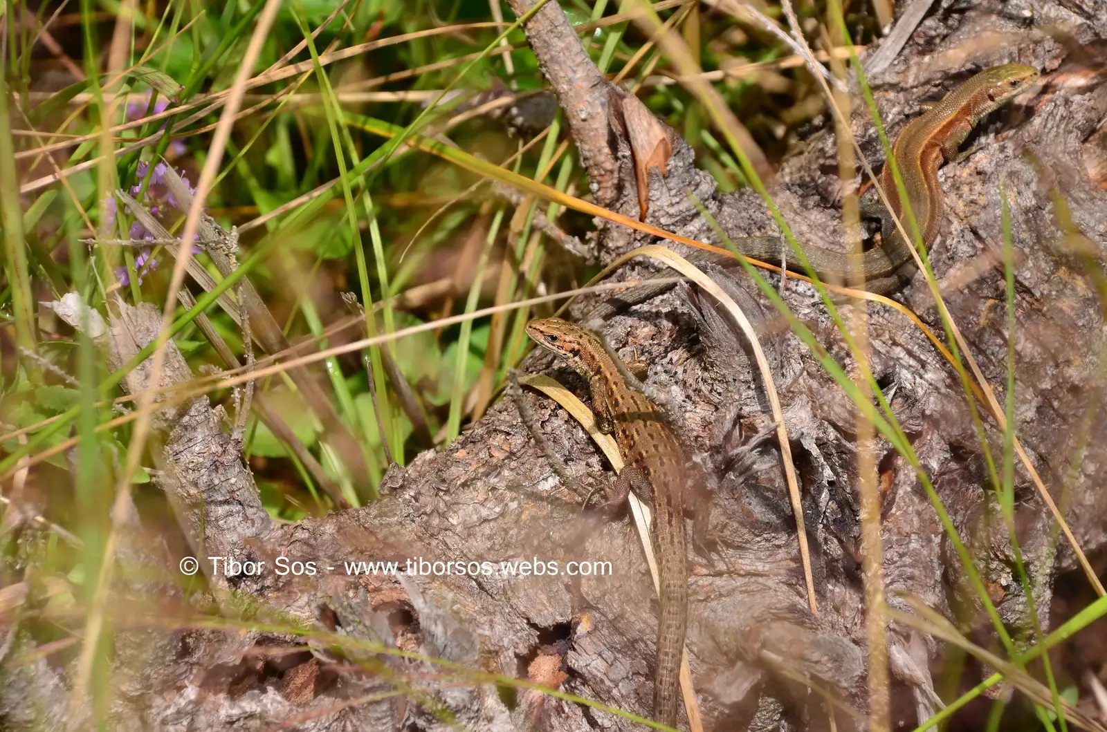 Șopârla de munte - Tibor Sos