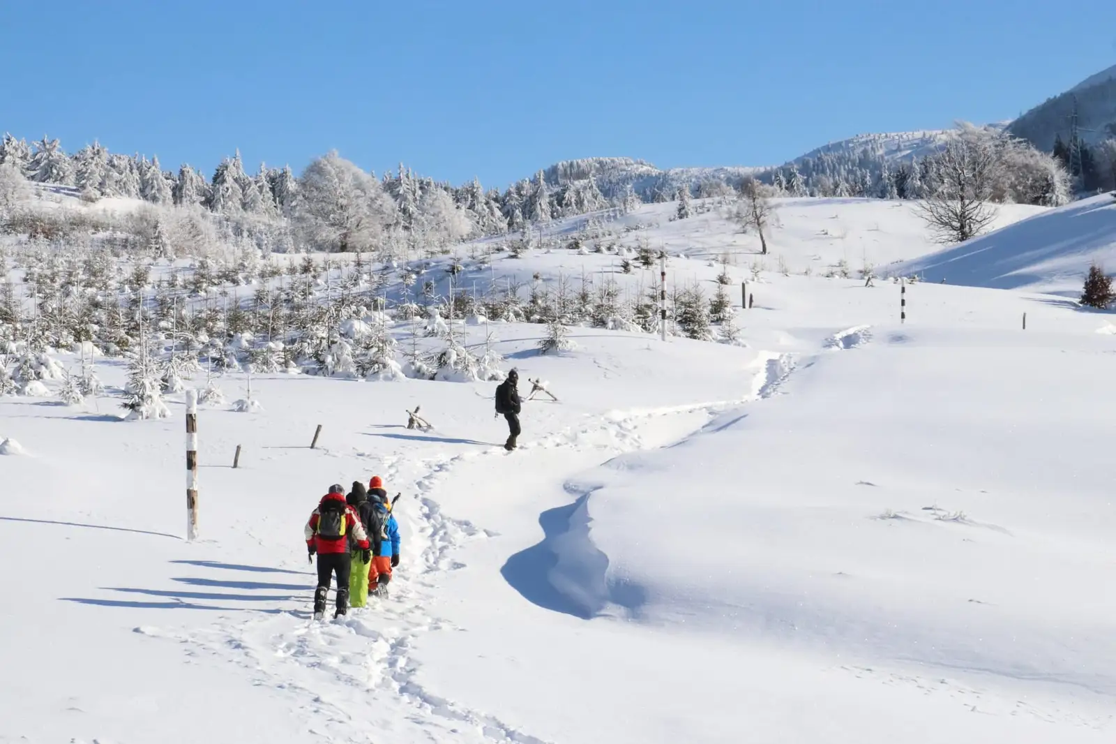 Prin poienile inzapezite de sub Creasta Cocosului - Debi Debreni