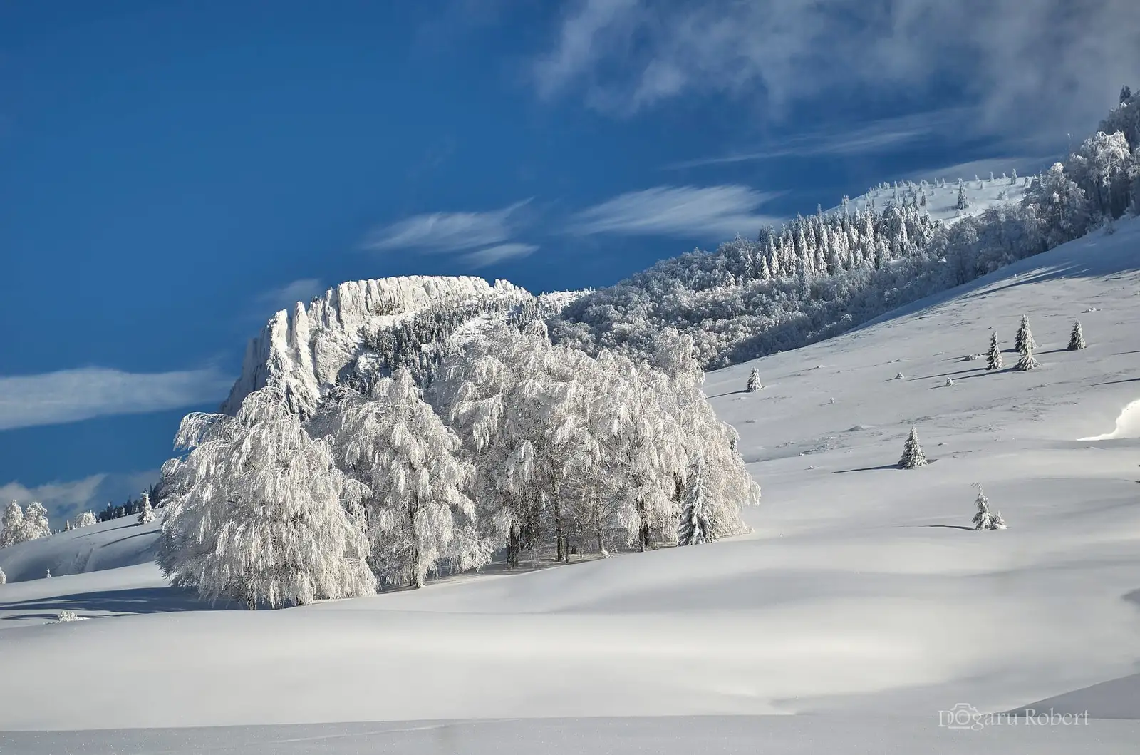 Creasta Cocosului - Robert Dogaru