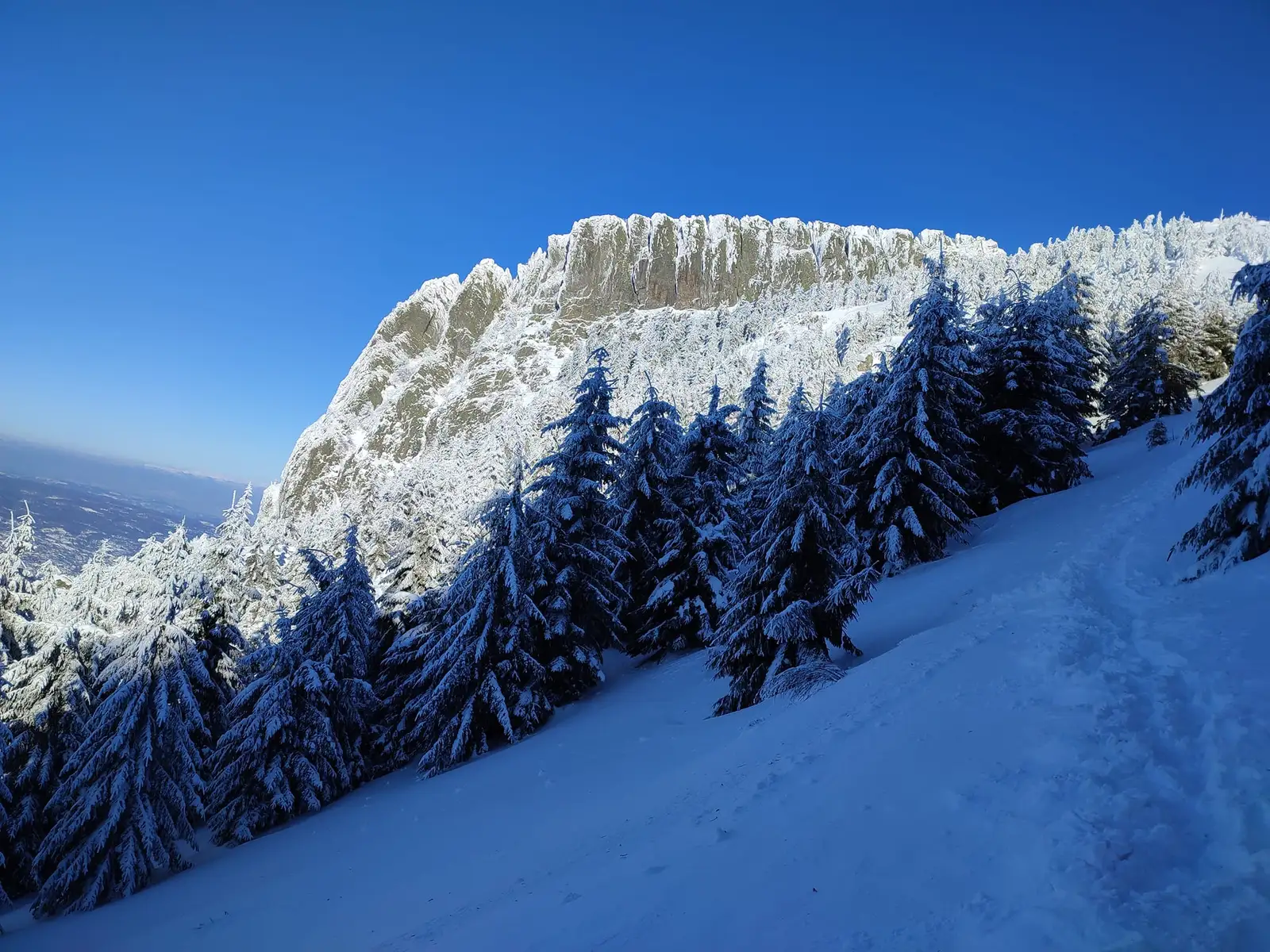 Creasta Cocosului - Debi Debreni