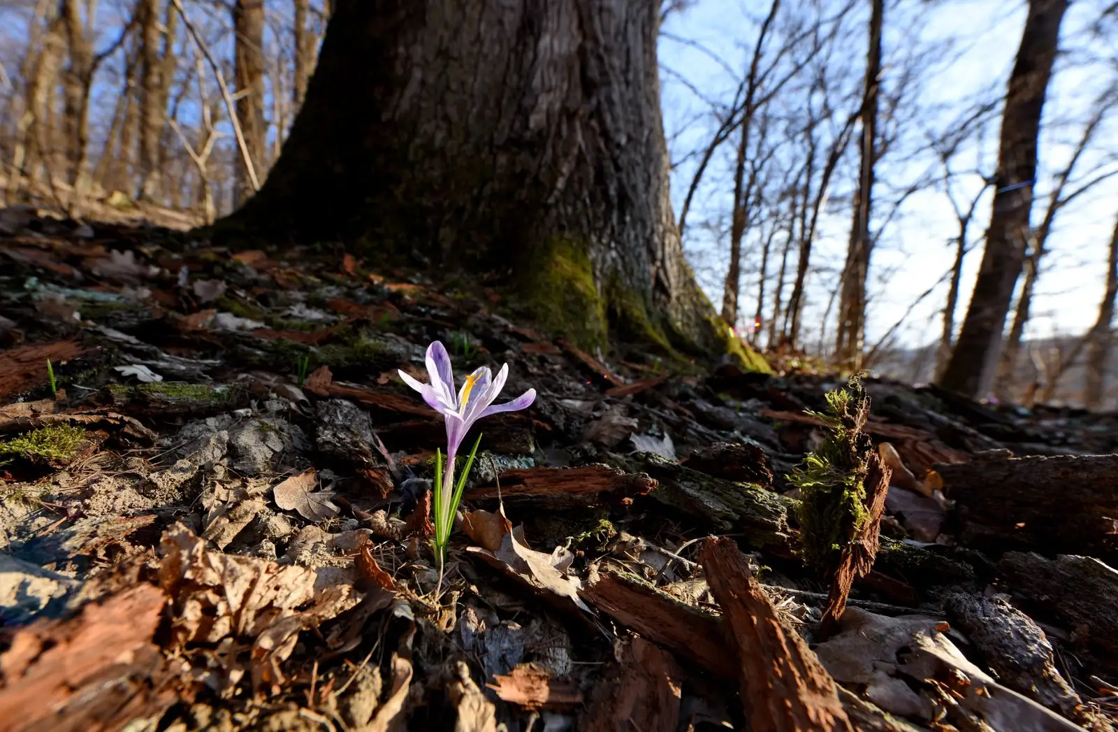 Primavara in Padurea Craiasca - Peter Lengyel