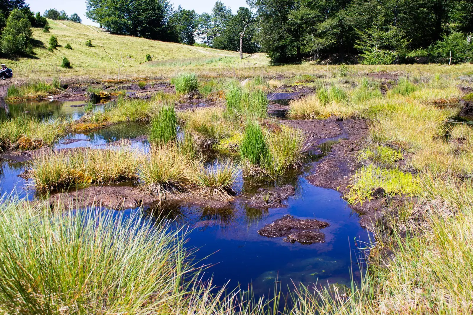 Turbăria de la Tăurile Chendroaiei - foto Ovidiu Motioc