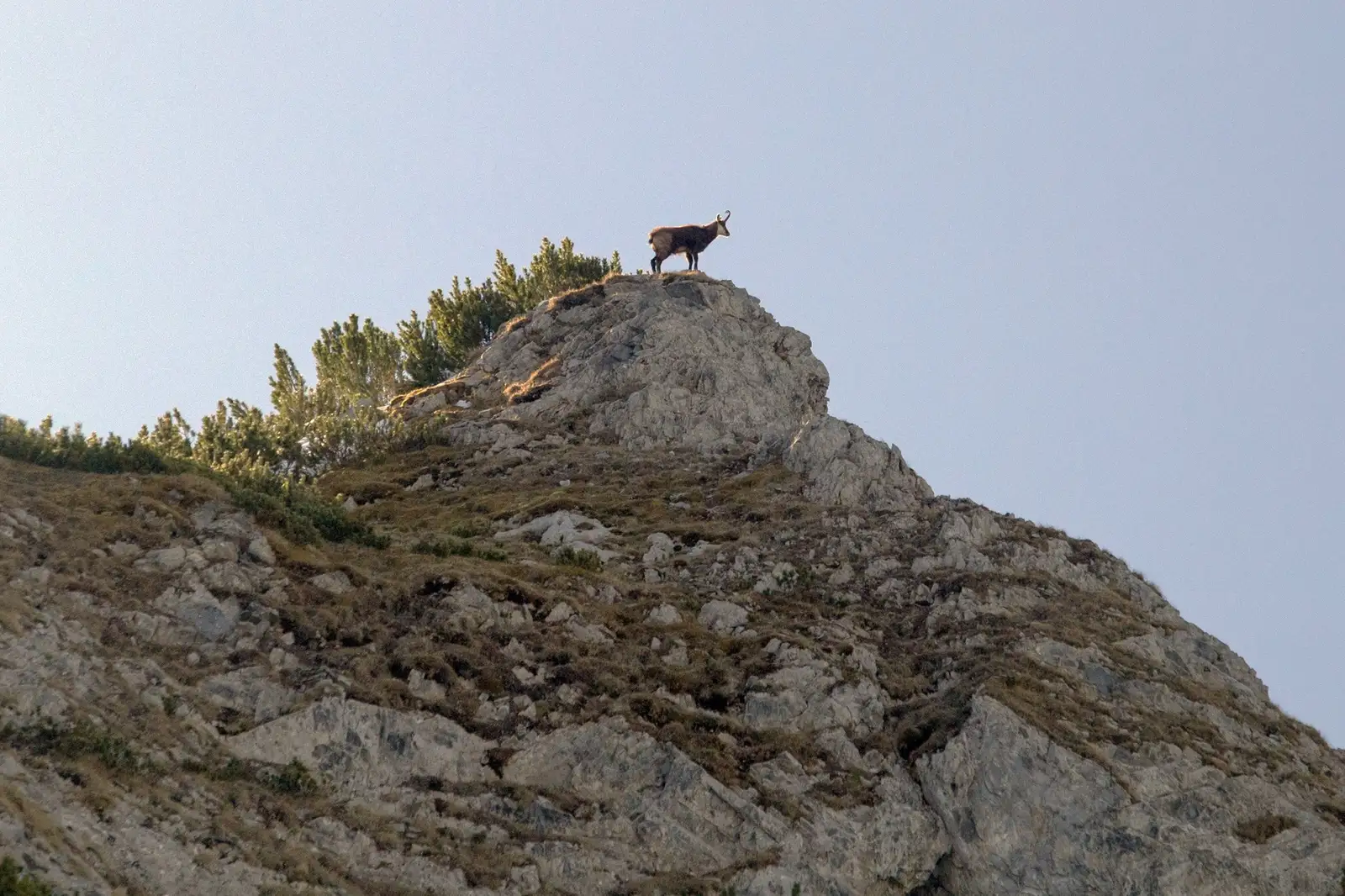  Capra neagra - Marius Turc