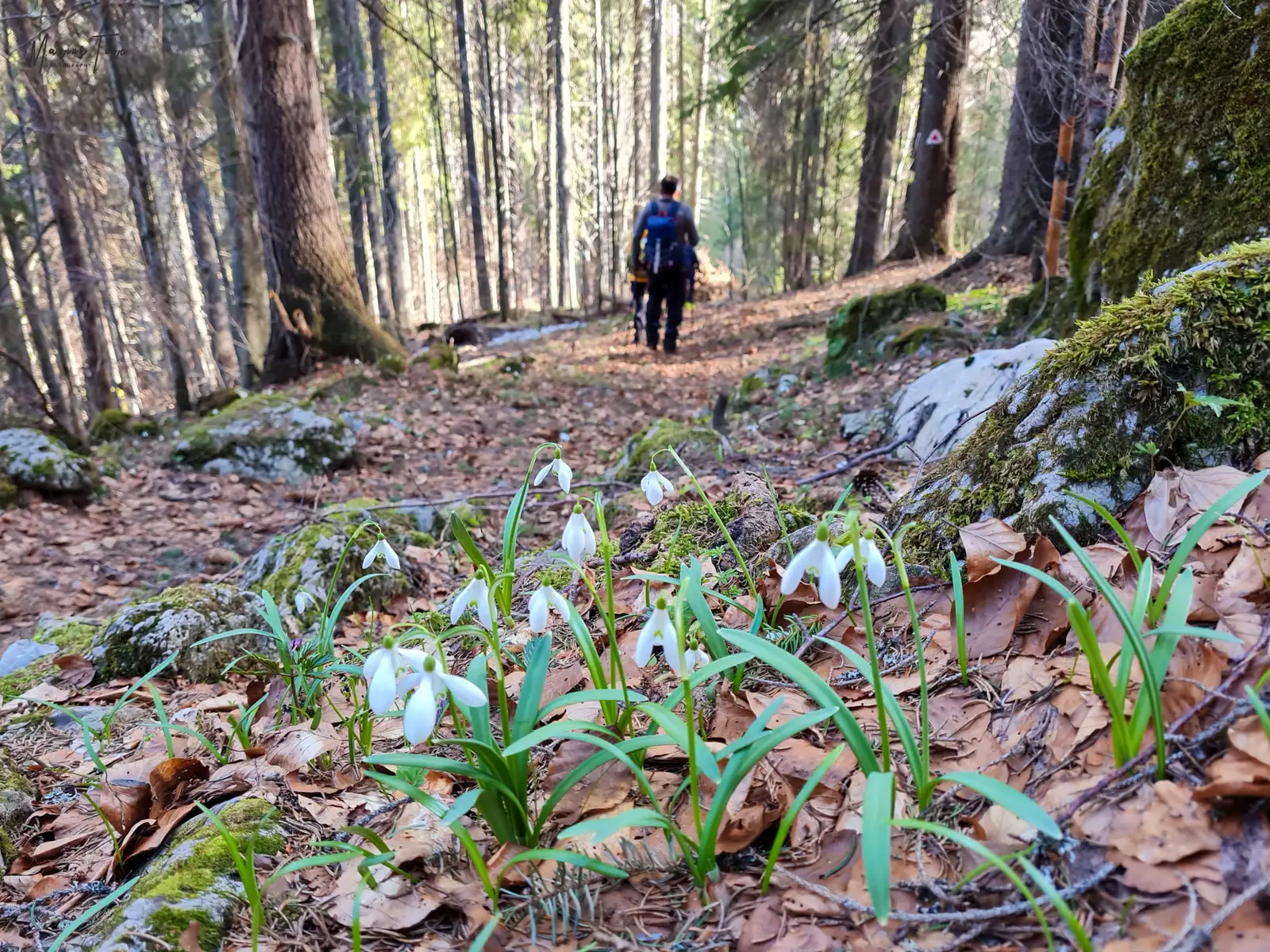  Printre ghiocei - Mariua Turc