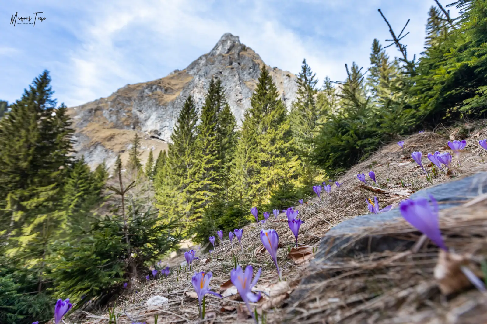  Branduse cu Vf Biserica in fundal - Marius Turc