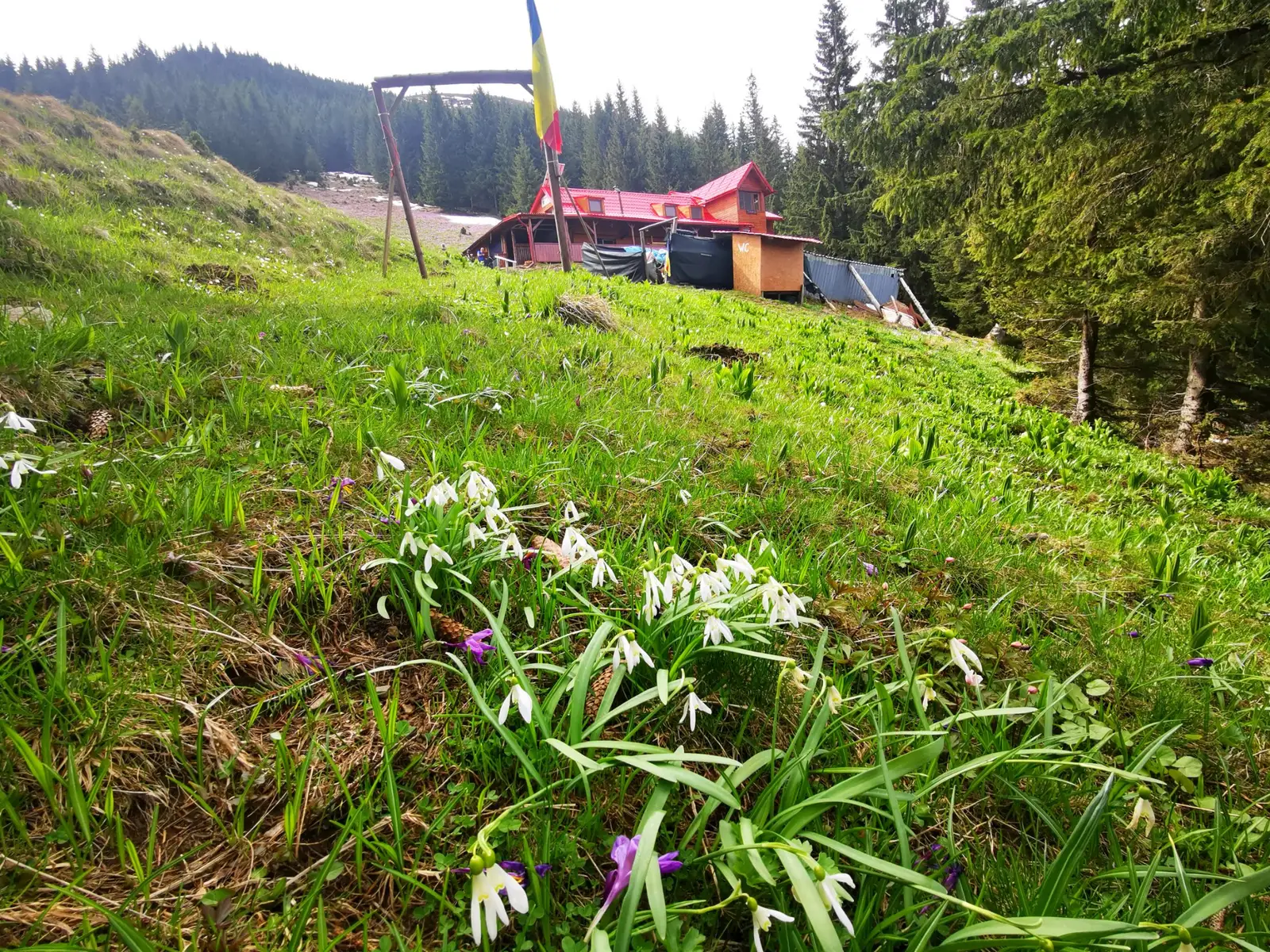  Cabana Suru ne intampina cu ghiocei