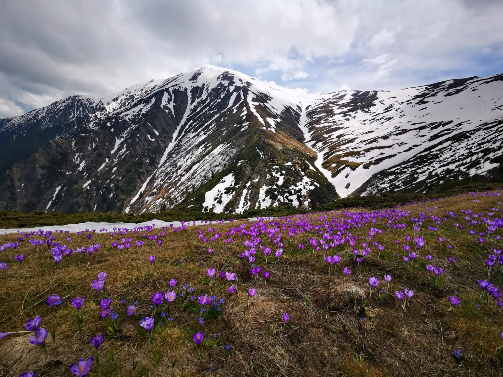  Varful Suru, branduse si viorele