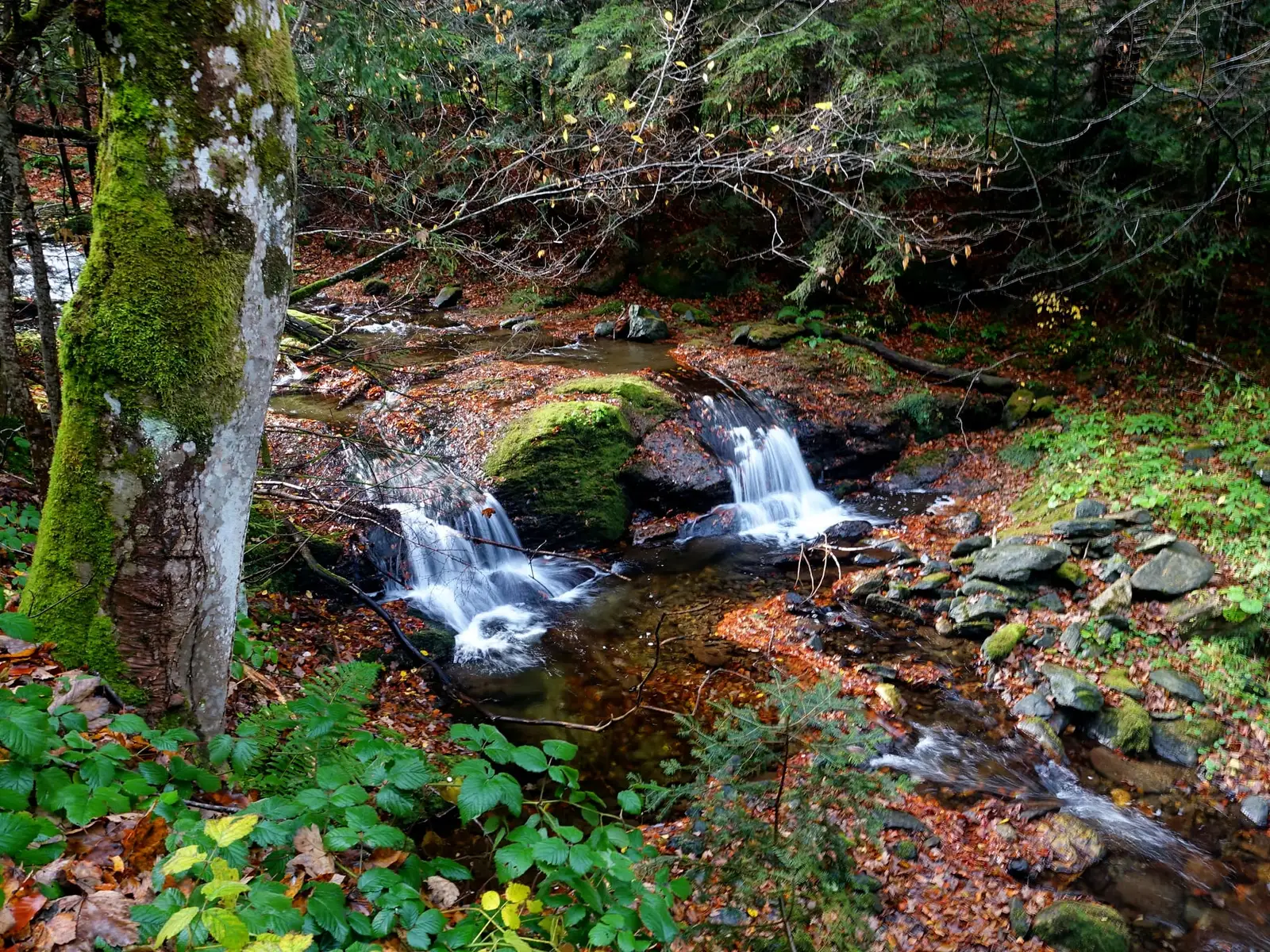  Cascade Valea Moașei - Marius Munteanu